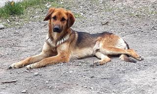 Adóptanos, ayúdanos.