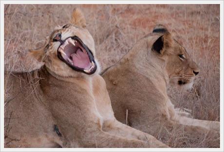Safari en África