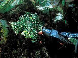 The guide to Herbs for RPGs (5th Ed) de Shaun Hately (1997) The guide to Herbs for RPGs (5th Ed) de Shaun Hately (1997)