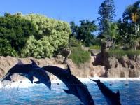 Loro Parque. Puerto de la Cruz (Tenerife).