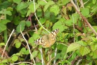 Mariposas de bardial