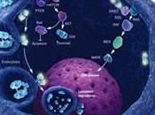 T-dm1 mejora supervivencia disminuye efectos adversos quimioterapia cáncer mama her2 positivo metastásico