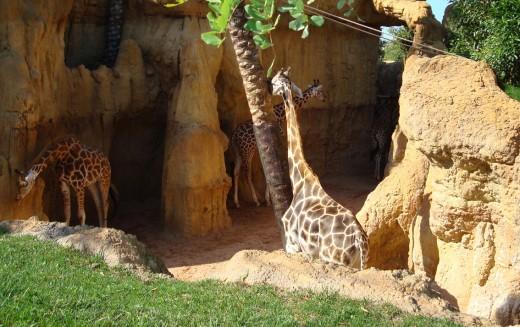 Bioparc en Valencia