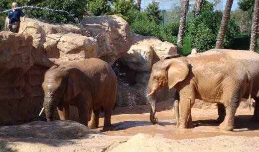 Bioparc en Valencia