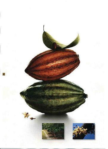 Habas de Cacao