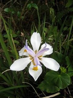 De niño orquídea a delincuente; depende de los padres