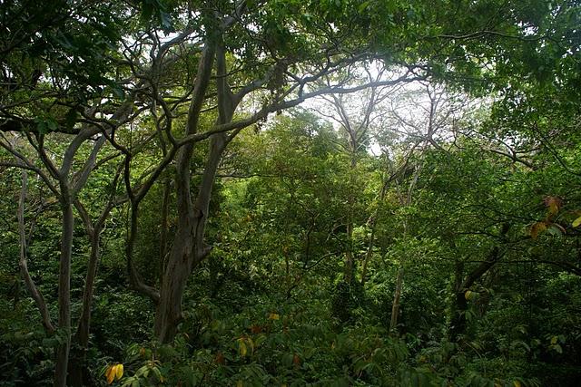 Santa Rita, la santa de los caimanes