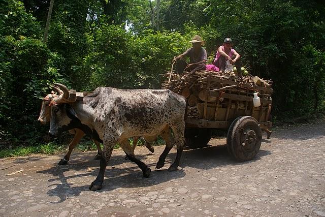 Santa Rita, la santa de los caimanes