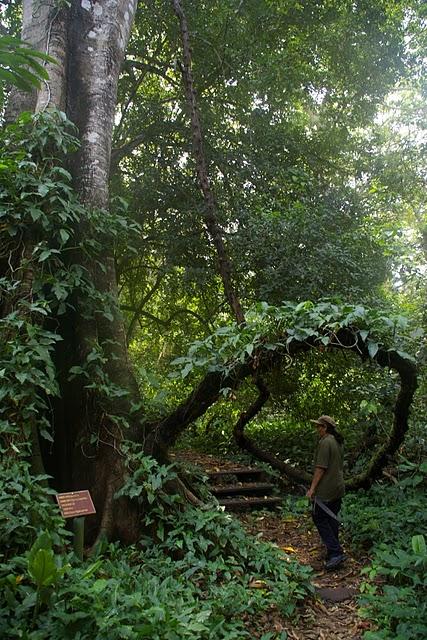 Santa Rita, la santa de los caimanes