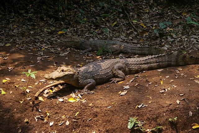 Santa Rita, la santa de los caimanes
