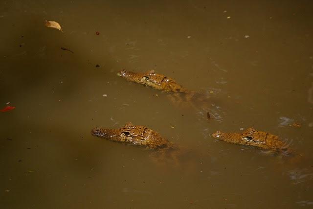 Santa Rita, la santa de los caimanes