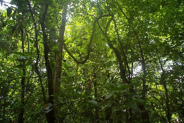 Santa Rita, la santa de los caimanes