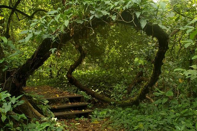 Santa Rita, la santa de los caimanes