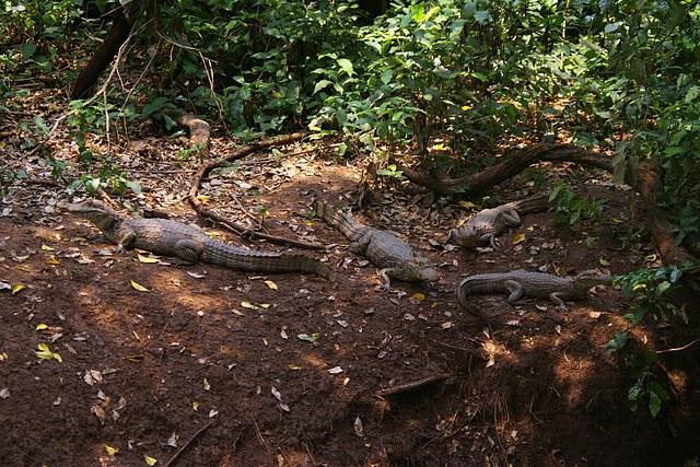 Santa Rita, la santa de los caimanes