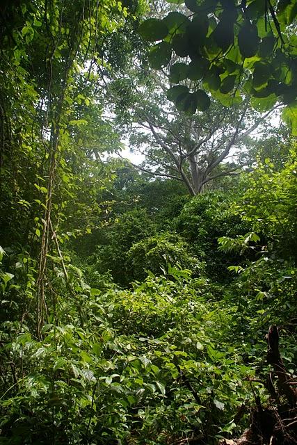 Santa Rita, la santa de los caimanes