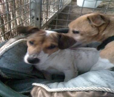 ALGUIEN LE HA VISTO......?? perro atropellado!!!