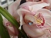 Orquídeas Balcones