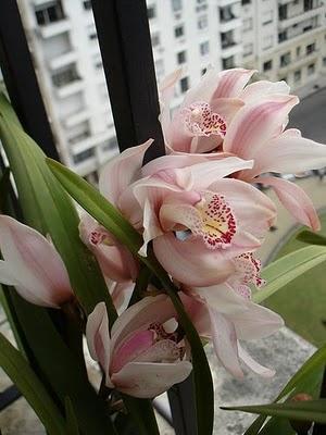 Las Orquídeas - Balcones