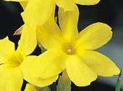 Jazmin Nudiflorum Jazmín amarillo