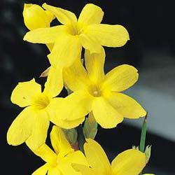 Jazmin Nudiflorum      // Jazmín amarillo