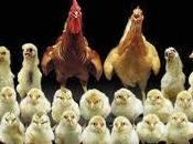 Plumas Pollo para elaborar Plásticos