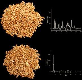 Trigo transgénico apto para celíacos