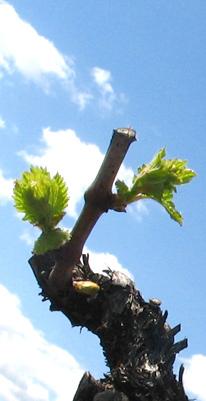 Por San Antón, el vino en flor