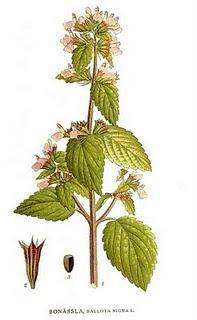 Marrubio excelente para mestruacion nauseas vomito Marrubio excelente para mestruacion nauseas vomito