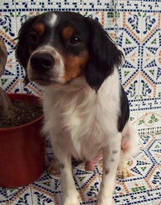 Axel precioso bretón en adopción (MURCIA)‏