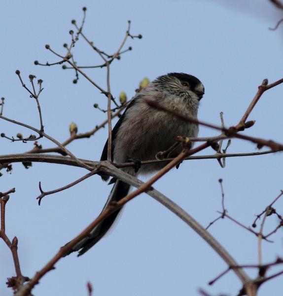 MITO-AEGITHALOS CAUDATUS-LONG TAILED TIT