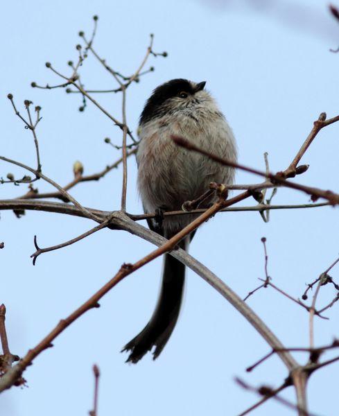 MITO-AEGITHALOS CAUDATUS-LONG TAILED TIT