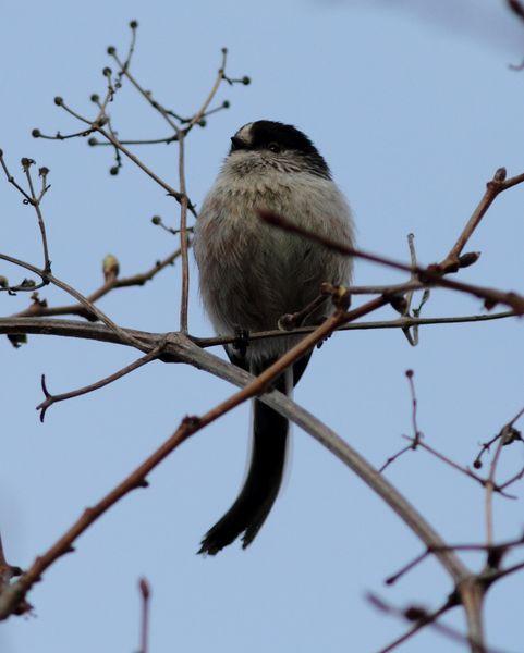 MITO-AEGITHALOS CAUDATUS-LONG TAILED TIT