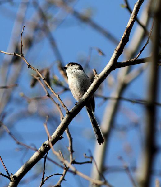 MITO-AEGITHALOS CAUDATUS-LONG TAILED TIT