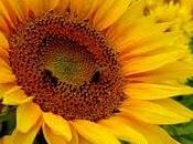 Girasoles como Plantas