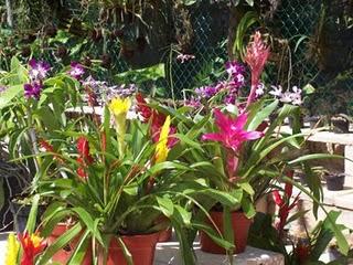 Reseña LAS CIEN VOCES DEL DIABLO