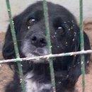 Perrita prenada en la perrera de Hellin. (Albacete) SOS