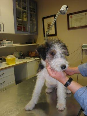 Tato, Fox Terrier de 3 meses de pura raza‏.