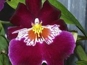 Miltonia flavescens