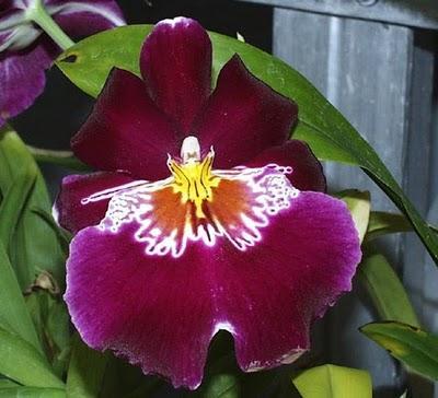 Miltonia - Miltonia flavescens
