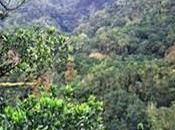 Parque nacional Garajonay