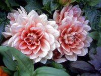 La Dieta de las Flores