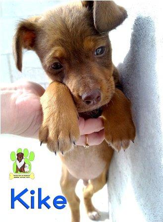 Cachorrito en la perrera (Cadiz)