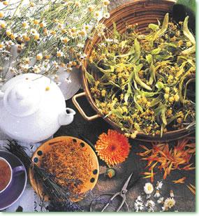 Plantas medicinales en casa