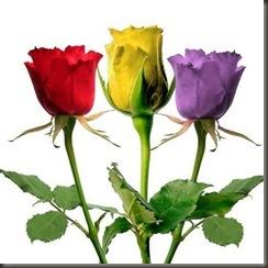 24-RosasRepublicanas