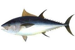 Comer pescado para evitar la osteoporosis