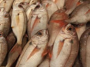 Aumenta el consumo de pescado a nivel mundial
