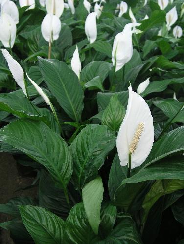 SPATHIPHYLLUM//SPATIPHILIUM//Espatifilo