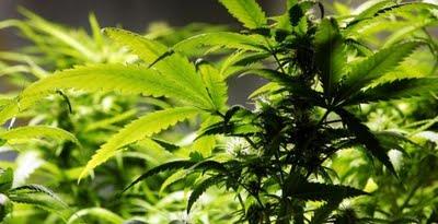 Proponen marihuana para curar la radiación de Japón