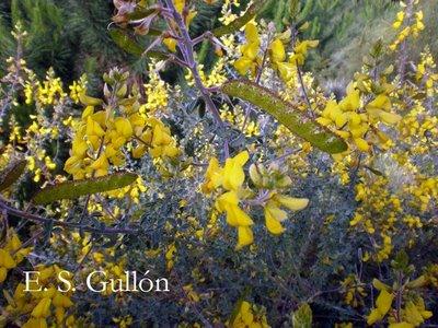 Adenocarpus gibbsianus (Castrov. et Talavera) (Rascavieja)