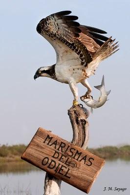 JORNADAS INFORMATIVAS: EL AGUILA PESCADORA EN “MARISMAS DEL ODIEL”